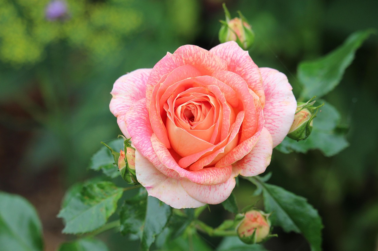 rose, petals, rose flower, rose blossom, blossom, bloom, bud, rosebuds, rose bush, garden, flower garden, nature, flora, blossomed, scented rose, beauty, rose garden-7758018.jpg